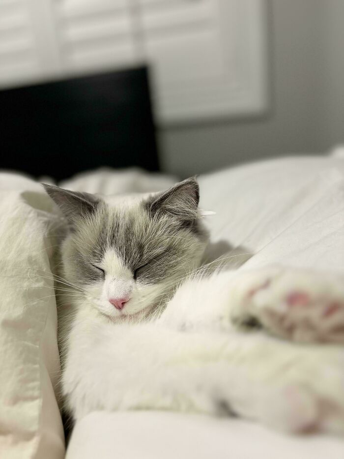 83 Adorable Rescue Pets Who Just Found Their Forever Homes (February Edition)