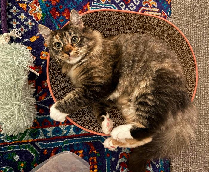 83 Adorable Rescue Pets Who Just Found Their Forever Homes (February Edition)