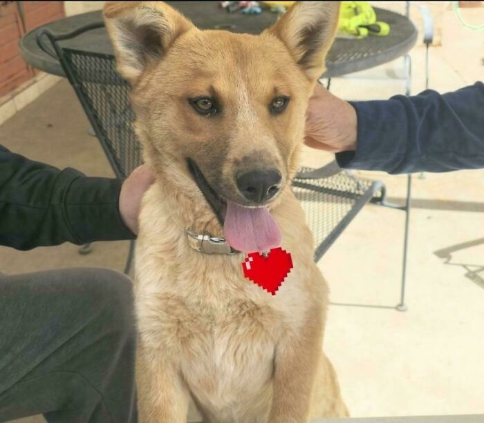 83 Adorable Rescue Pets Who Just Found Their Forever Homes (February Edition)