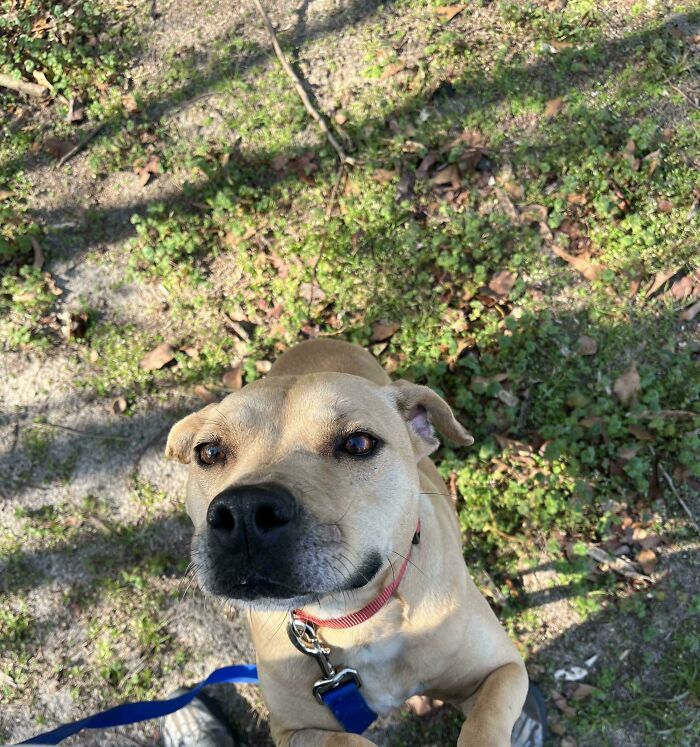 83 Adorable Rescue Pets Who Just Found Their Forever Homes (February Edition)