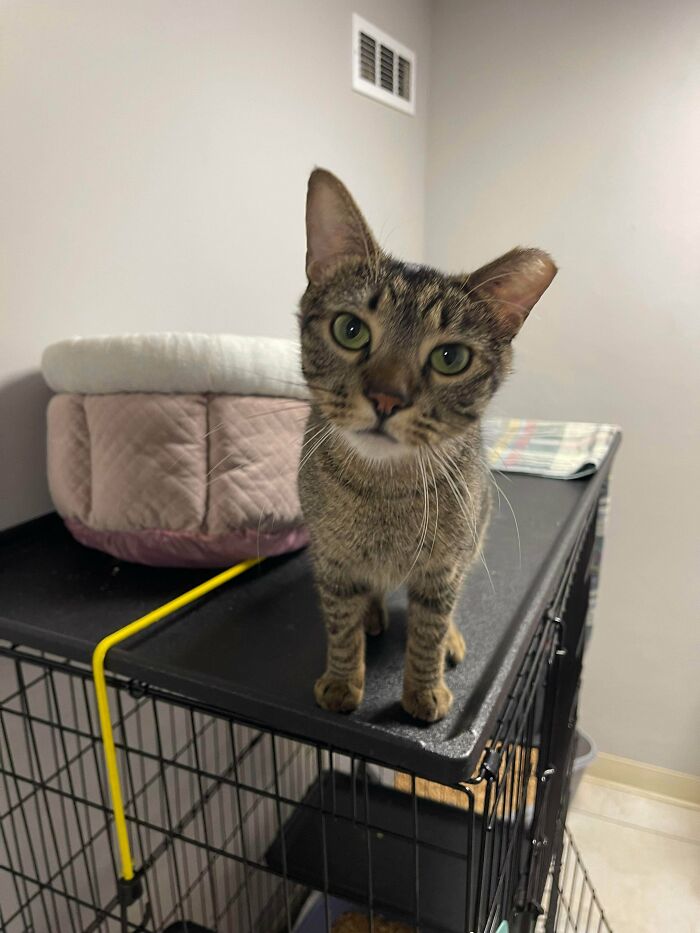 83 Adorable Rescue Pets Who Just Found Their Forever Homes (February Edition)