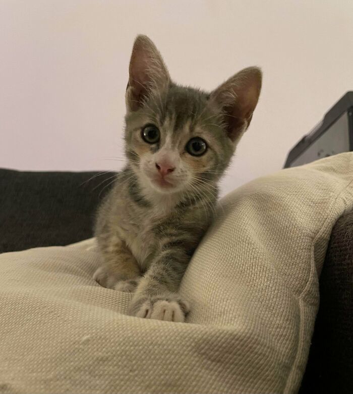 83 Adorable Rescue Pets Who Just Found Their Forever Homes (February Edition)