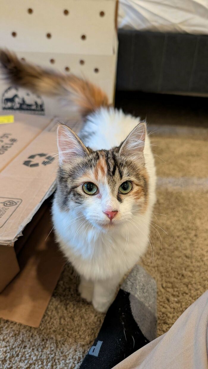 83 Adorable Rescue Pets Who Just Found Their Forever Homes (February Edition)