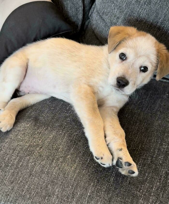 83 Adorable Rescue Pets Who Just Found Their Forever Homes (February Edition)