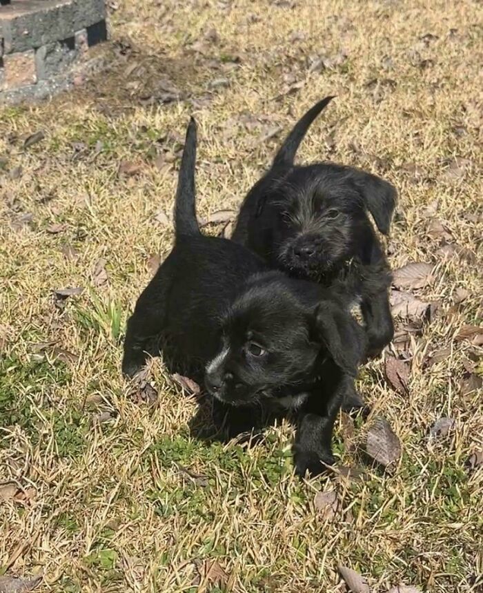 83 Adorable Rescue Pets Who Just Found Their Forever Homes (February Edition)