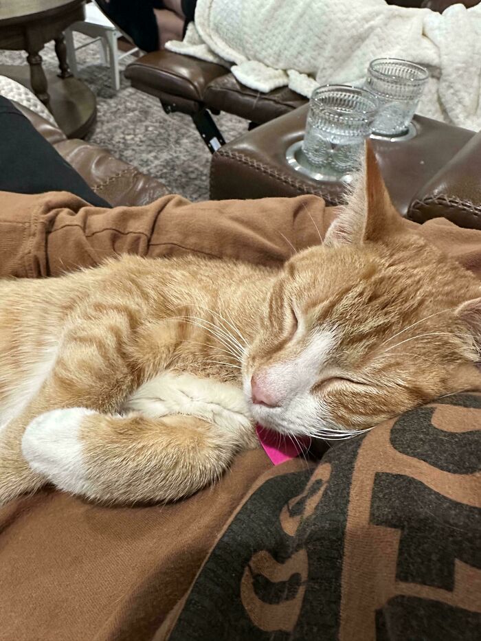 83 Adorable Rescue Pets Who Just Found Their Forever Homes (February Edition)