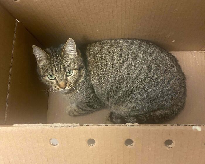 83 Adorable Rescue Pets Who Just Found Their Forever Homes (February Edition)