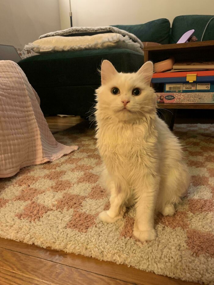 83 Adorable Rescue Pets Who Just Found Their Forever Homes (February Edition)