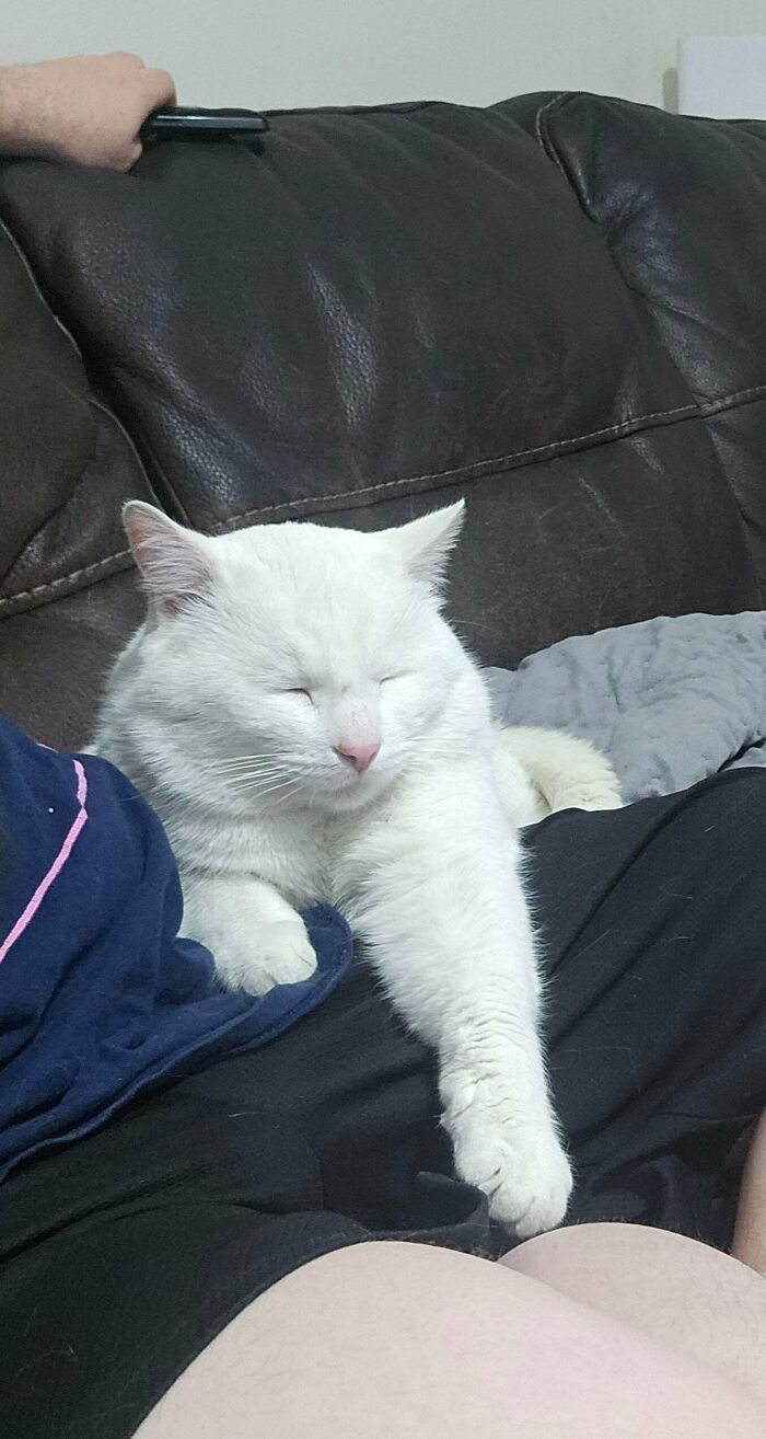 83 Adorable Rescue Pets Who Just Found Their Forever Homes (February Edition)