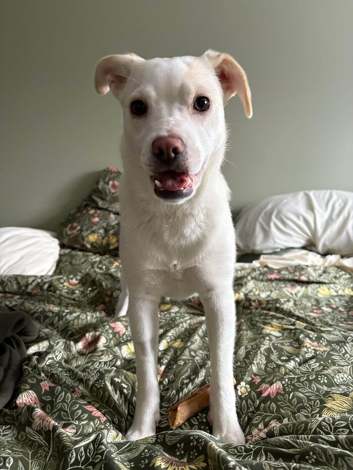 83 Adorable Rescue Pets Who Just Found Their Forever Homes (February Edition)