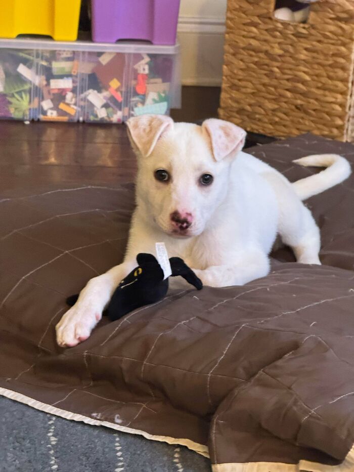 83 Adorable Rescue Pets Who Just Found Their Forever Homes (February Edition)