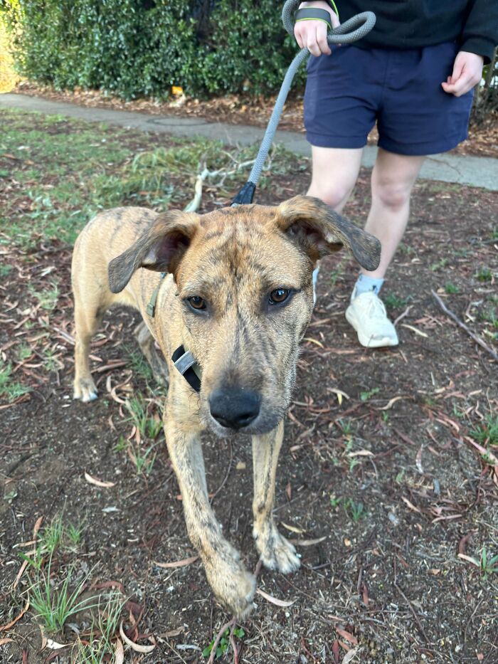 83 Adorable Rescue Pets Who Just Found Their Forever Homes (February Edition)