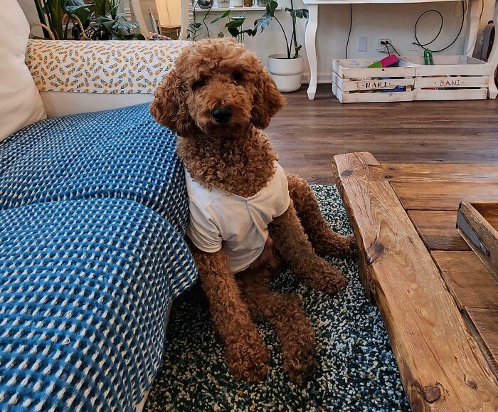 83 Adorable Rescue Pets Who Just Found Their Forever Homes (February Edition)