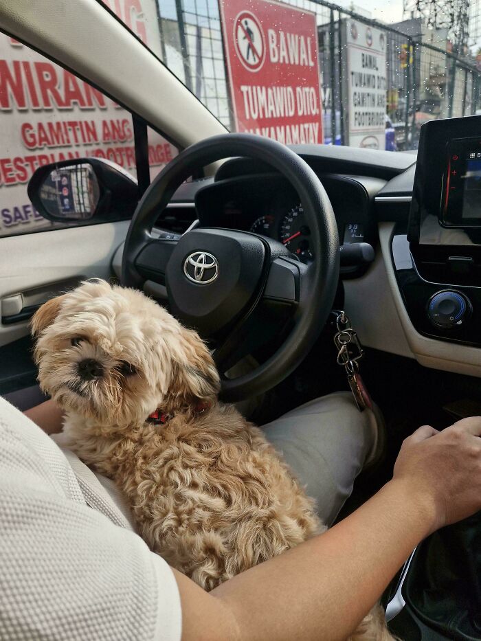 83 Adorable Rescue Pets Who Just Found Their Forever Homes (February Edition)