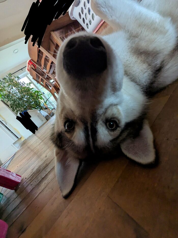 83 Adorable Rescue Pets Who Just Found Their Forever Homes (February Edition)