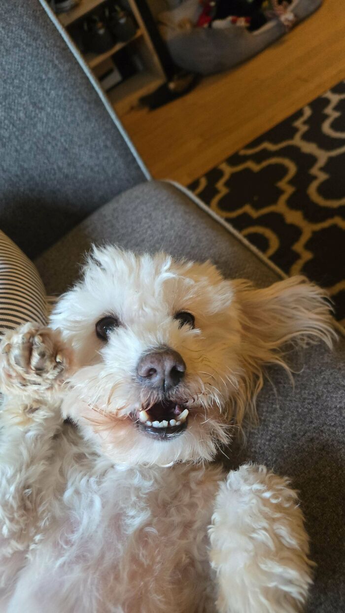 83 Adorable Rescue Pets Who Just Found Their Forever Homes (February Edition)