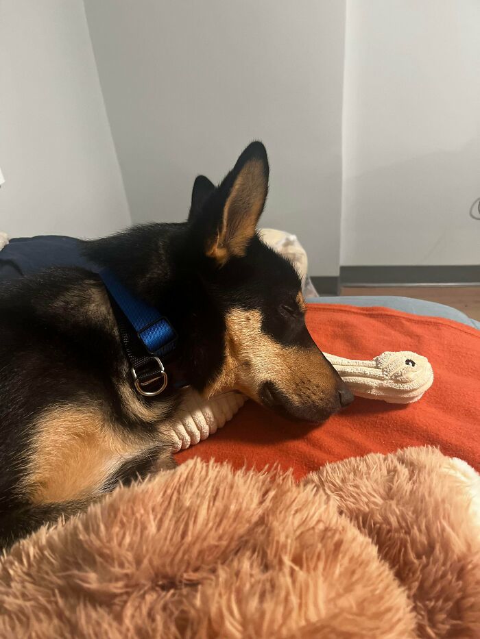 83 Adorable Rescue Pets Who Just Found Their Forever Homes (February Edition)