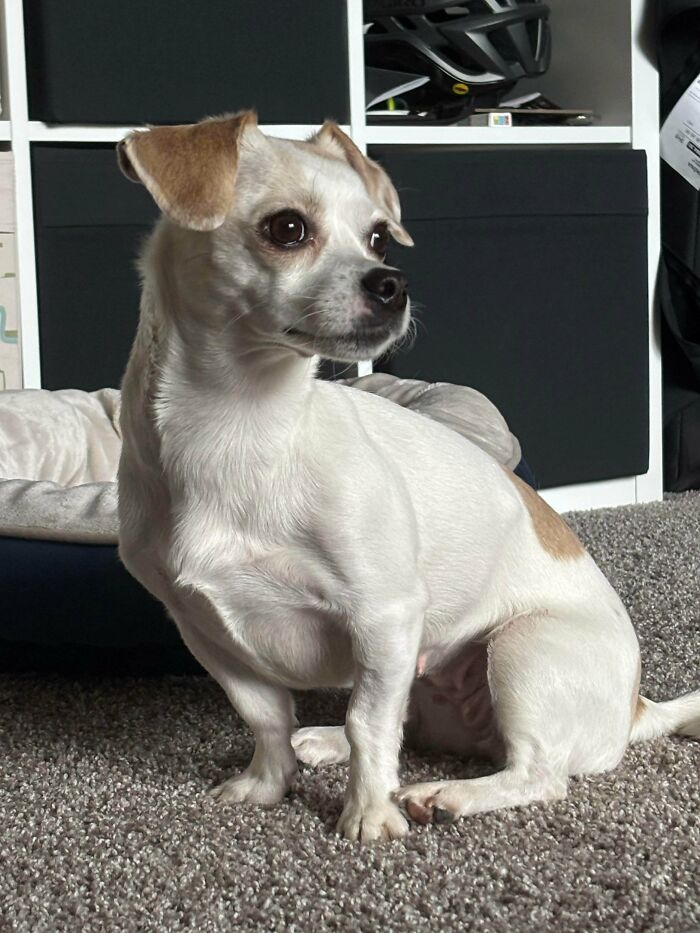 83 Adorable Rescue Pets Who Just Found Their Forever Homes (February Edition)