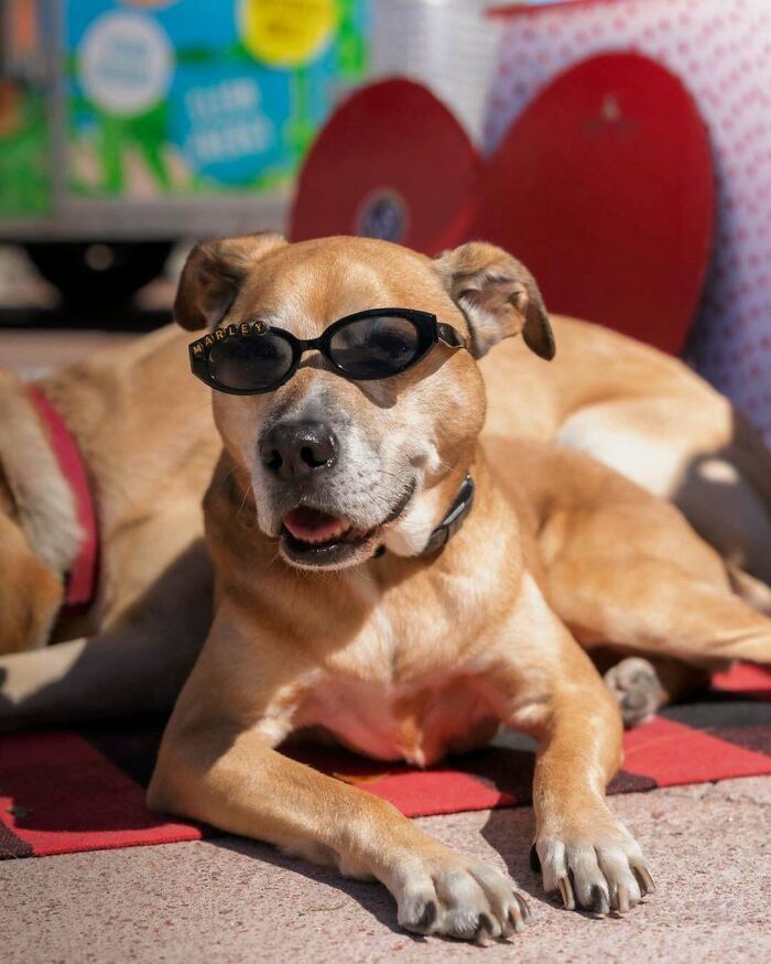 83 Adorable Rescue Pets Who Just Found Their Forever Homes (February Edition)