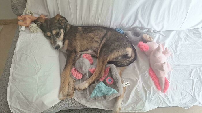 83 Adorable Rescue Pets Who Just Found Their Forever Homes (February Edition)