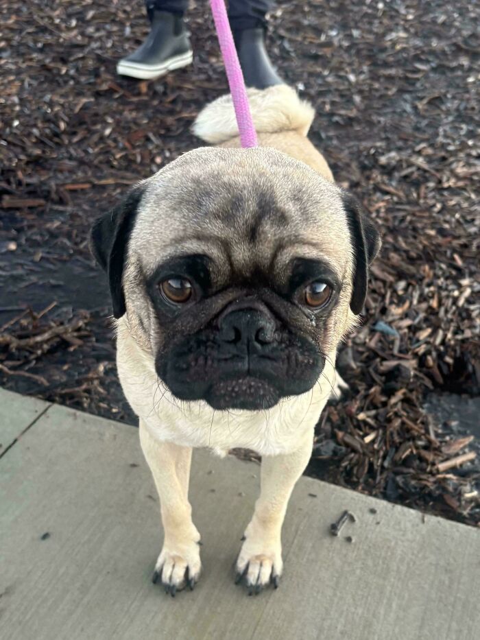 83 Adorable Rescue Pets Who Just Found Their Forever Homes (February Edition)