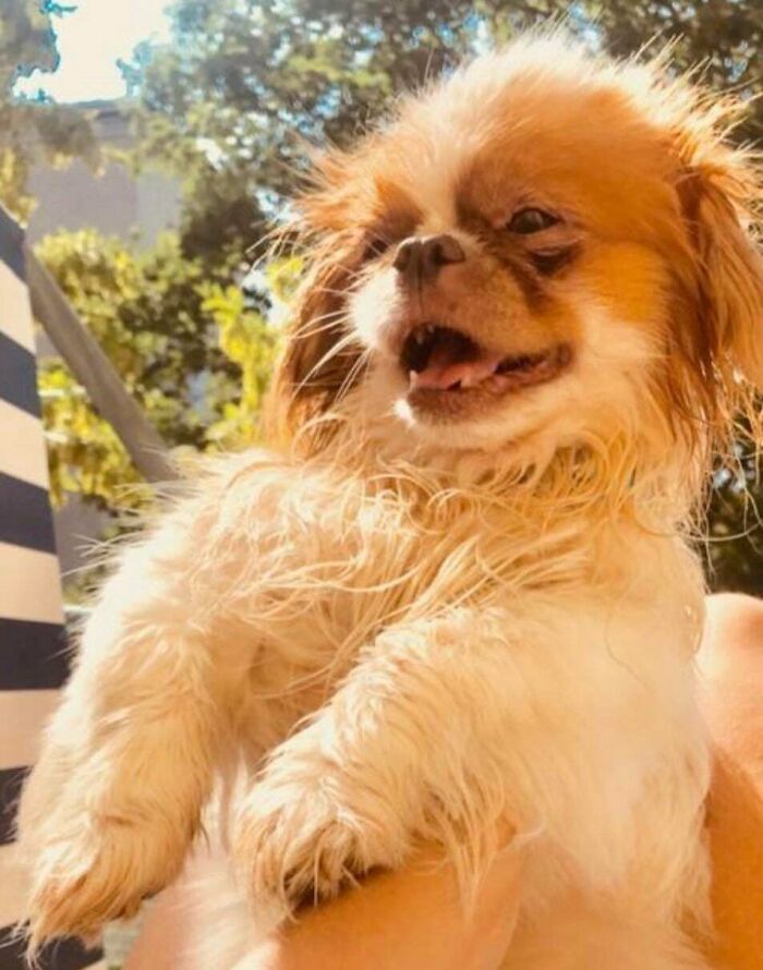 83 Adorable Rescue Pets Who Just Found Their Forever Homes (February Edition)