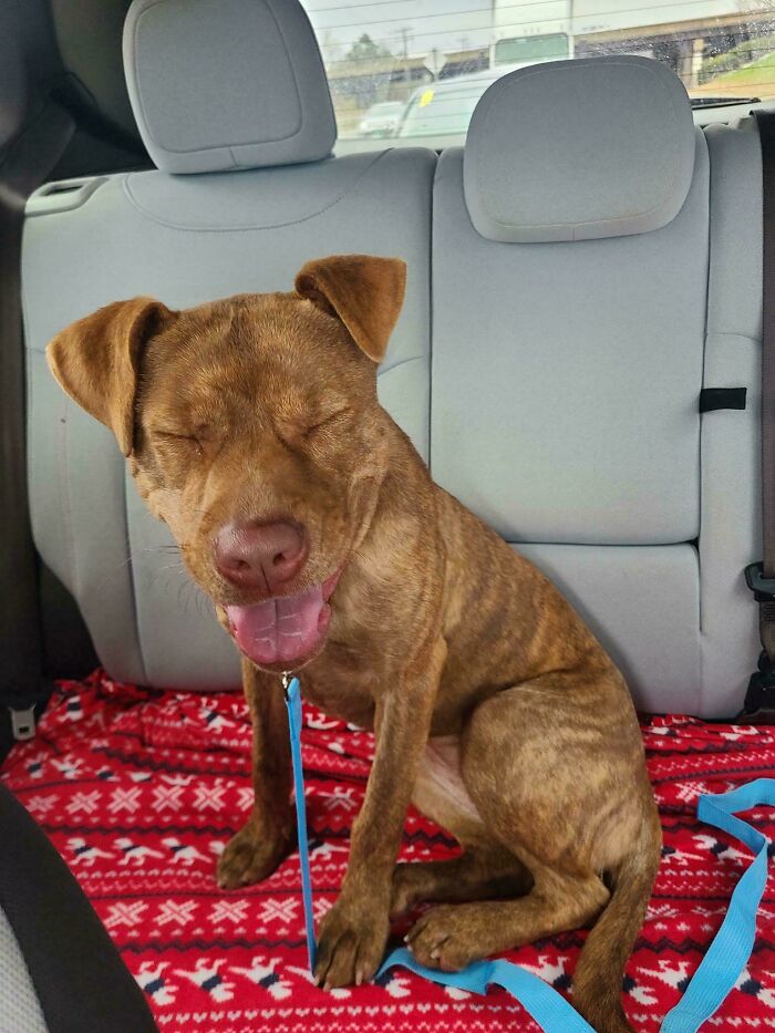 83 Adorable Rescue Pets Who Just Found Their Forever Homes (February Edition)