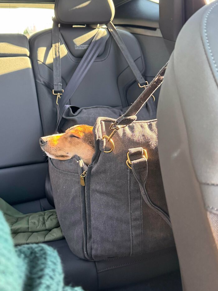 83 Adorable Rescue Pets Who Just Found Their Forever Homes (February Edition)