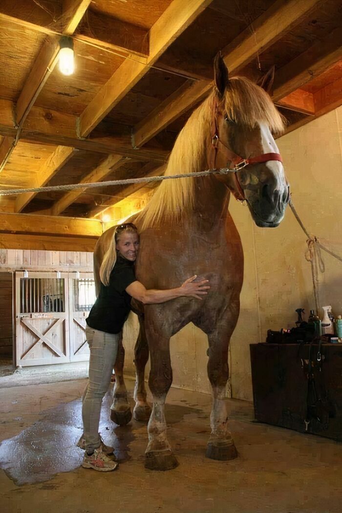 Meet Big Jake: The Horse Who Makes Other Horses Look Tiny