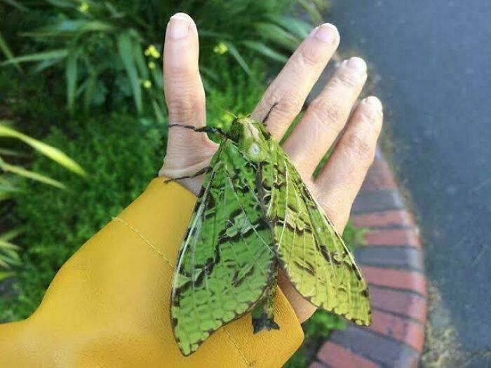 This Moth’s Wingspan Is Basically Dinner Plate Sized