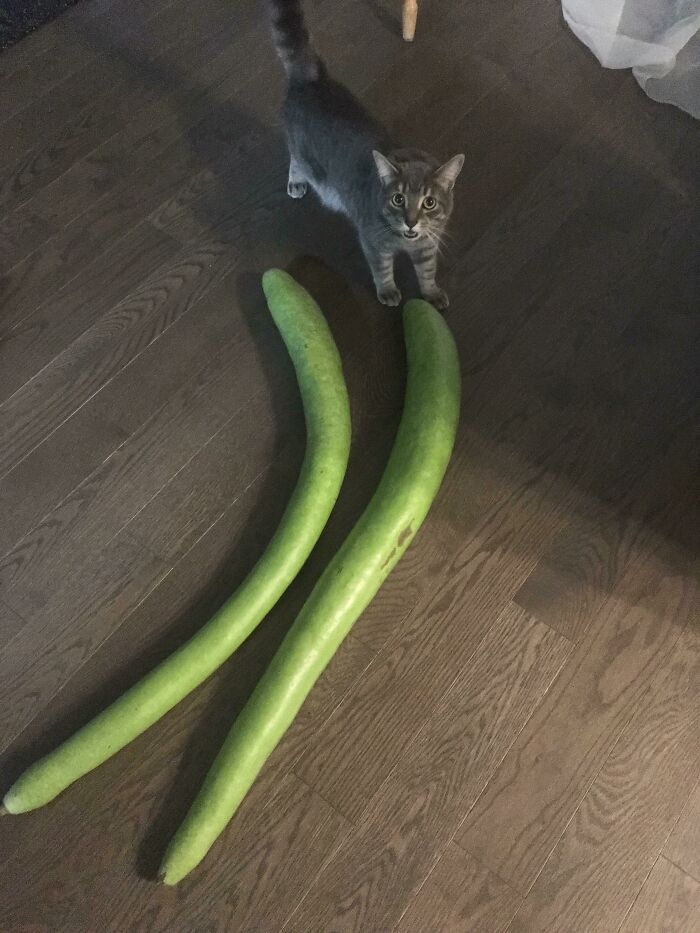 Giant Zucchinis Surprised Kylo Ren (And Us Too)