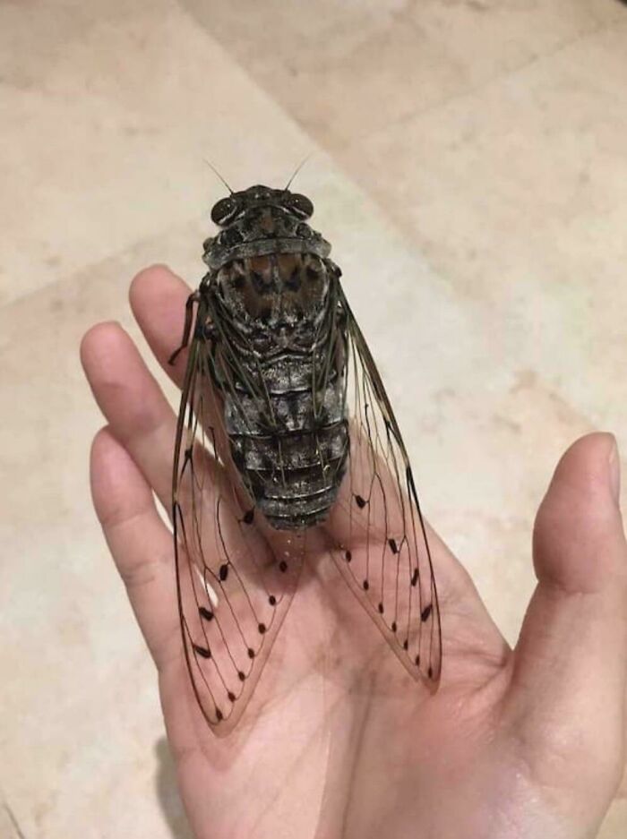 Cicada: The Insect That Came to Kill Your Eardrums... and Look Huge Doing It