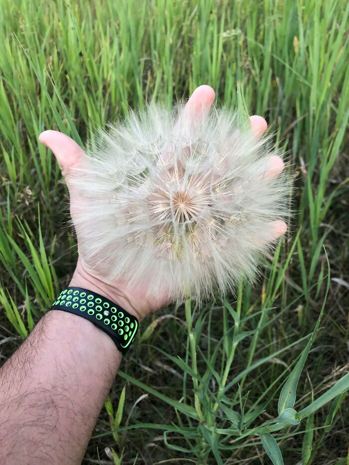 Lo and Behold! A Giant Dandelion Stole the Spotlight on a Walk