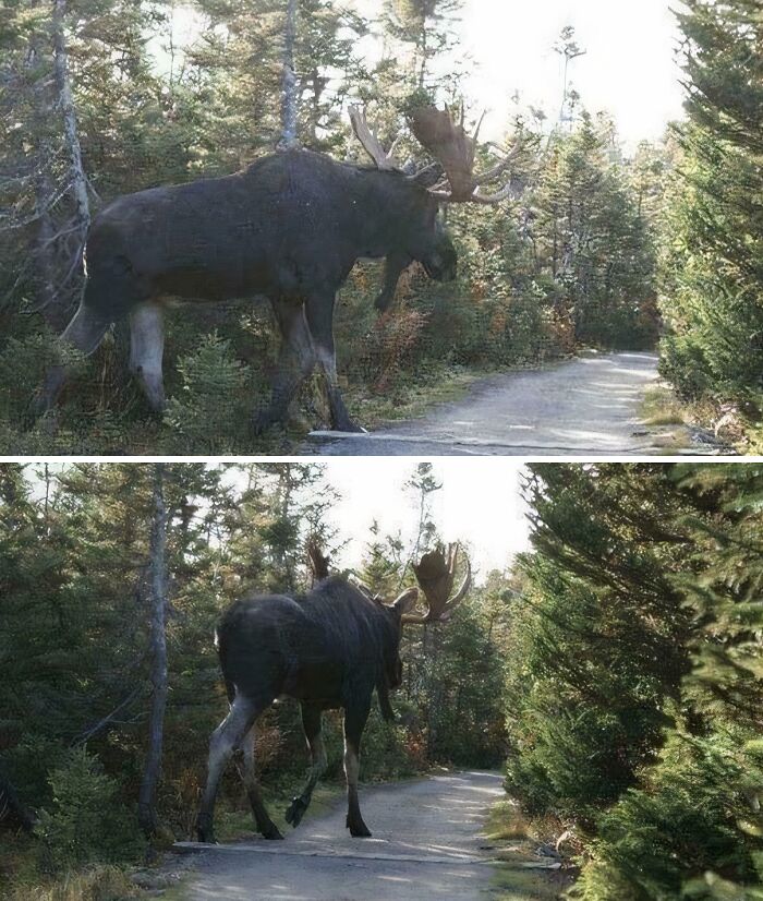 This Moose? More Like a Moosezilla!