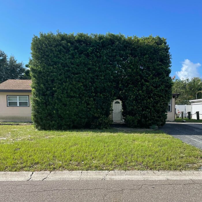 Warning: Huge Bush Alert (Not That Kind of Huge)