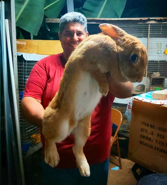 Say Hi to a Flemish Giant Rabbit: The King of Cuteness and Size