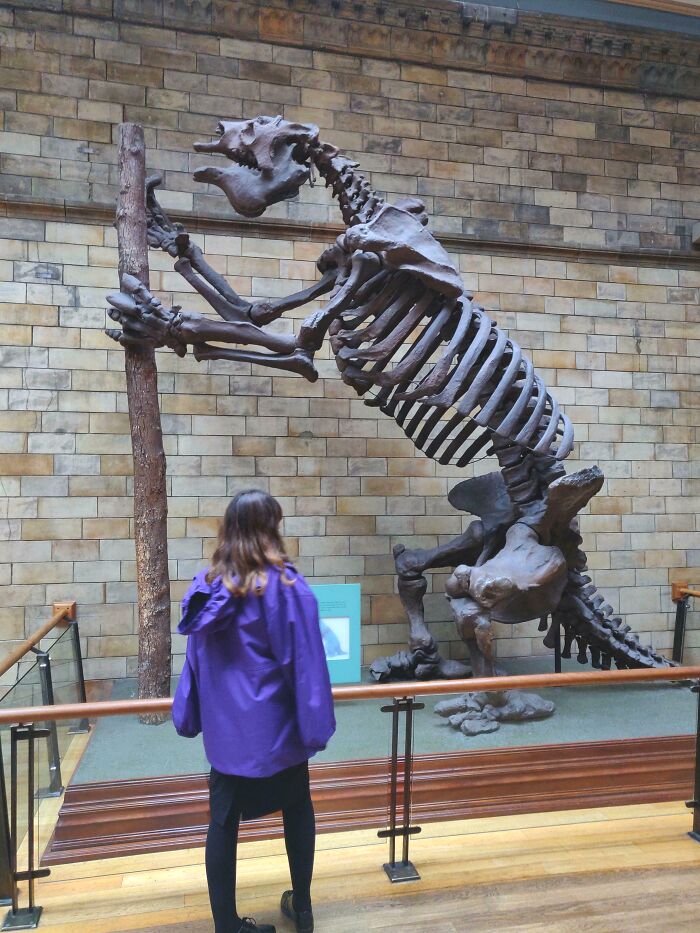 Extinct Giant Ground Sloth: Imagine That Thing at Your Backyard BBQ