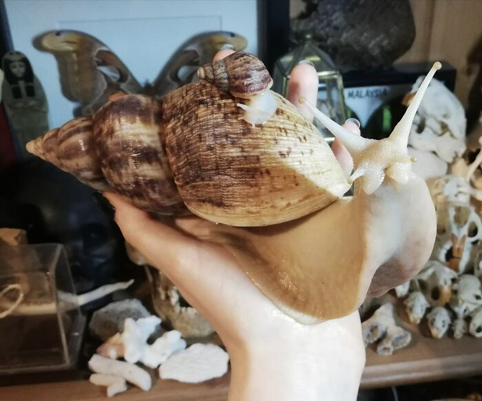 Signed, Sealed, Delivered: Giant Pet Snail Has an Itsy-Bitsy Buddy