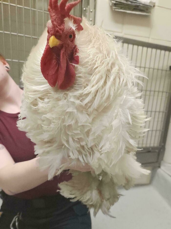Lost Rooster Gets Picked Up—and He’s One Big Boy