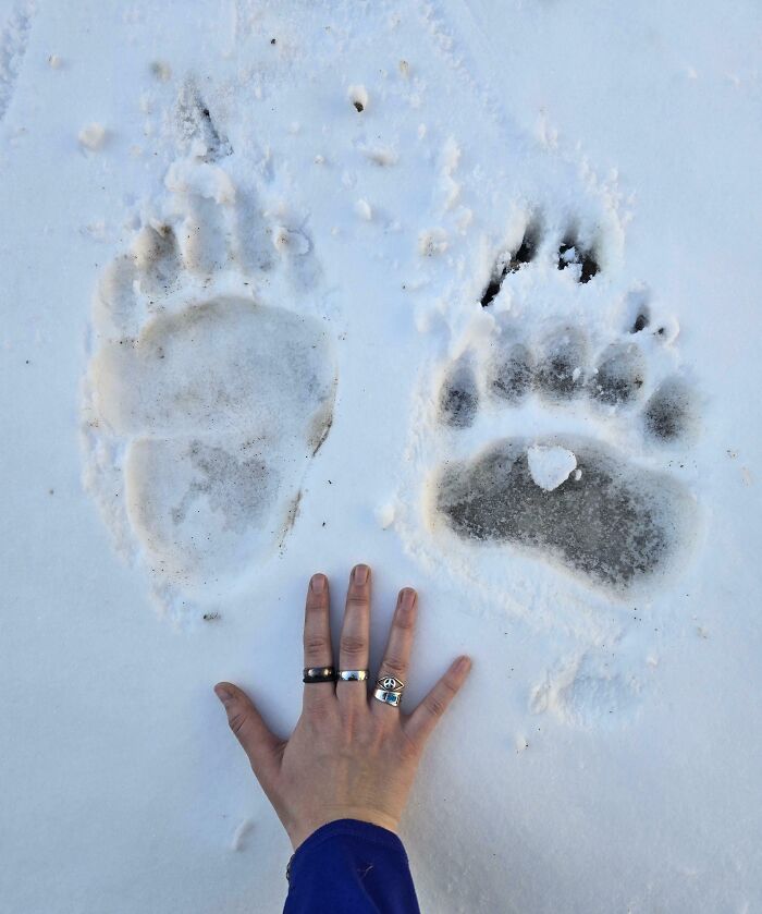 The Paws of an Alaskan Brown Bear: Big, Bigger, Bear-iffic