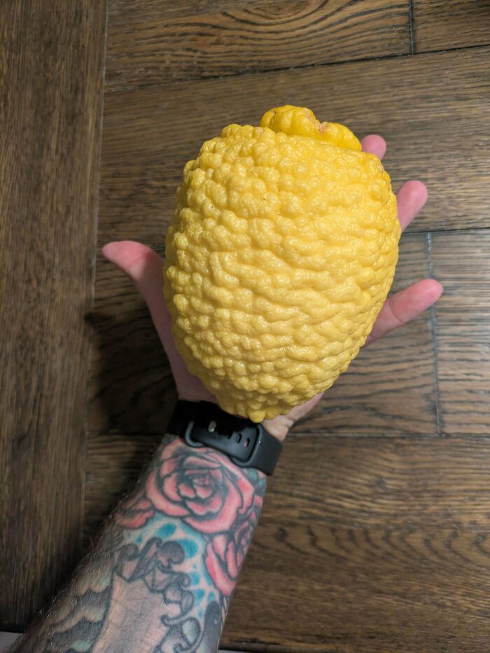A Lemon So Big, It Could Squeeze a Whole Lemon Nation