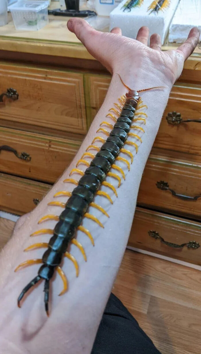 Warning: Giant Centipede That’s Basically a Horror Movie Spawn