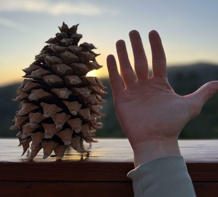 Pinecone on Steroids: Nature’s Ultimate Throwback