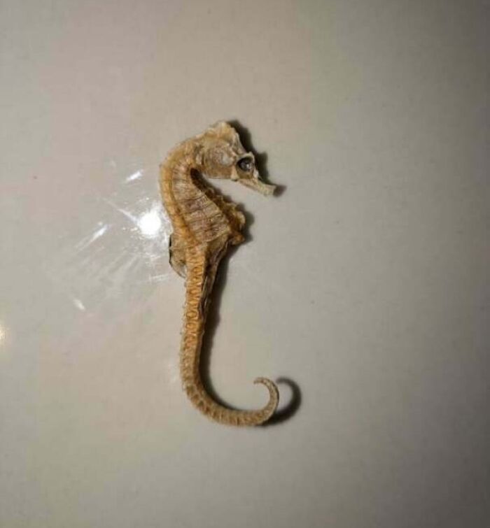 Bought a House Last Year, Just Found a Dried Seahorse Under Some Spare Keys