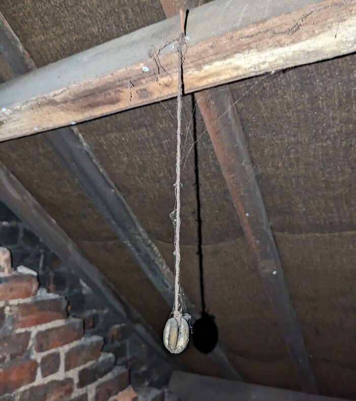 Thumb-Sized Mysterious Object Hanging by String Found While Making a Hole in the Loft