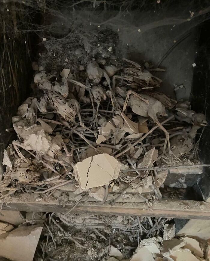 What My Dad Found Hidden Behind a Blocked-Up Chimney During Bathroom Reno