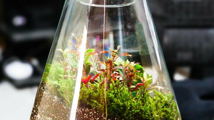 Husband ruins beloved terrarium, cancels anniversary trip – helpful or hapless?