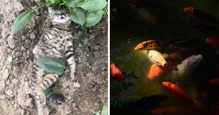 Oops! These Photos Look Like They Jumped Straight Out of a Renaissance Painting