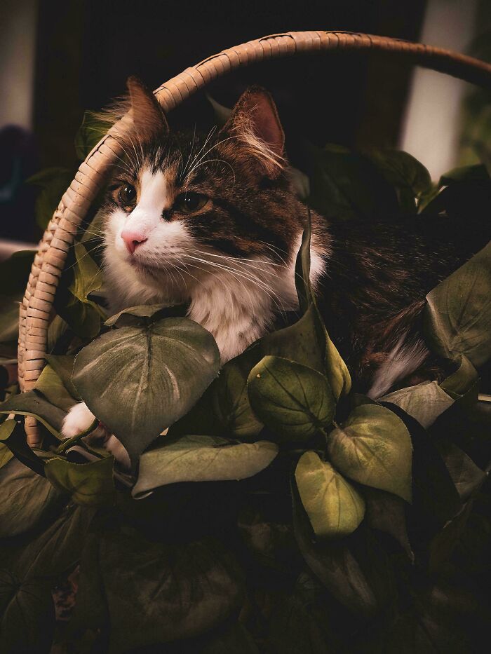 Olive Channels Her Inner Renaissance Star