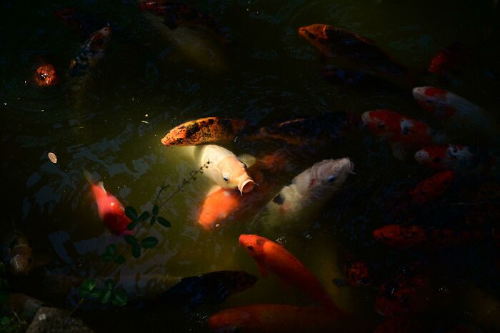 Manual Camera Mode Mishap = Pic Perfection